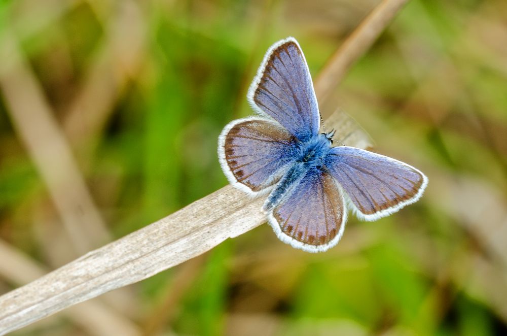 Argus-Bläuling (Plebejus argus)