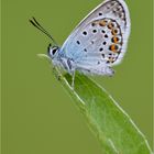 Argus-Bläuling (Plebejus argus)