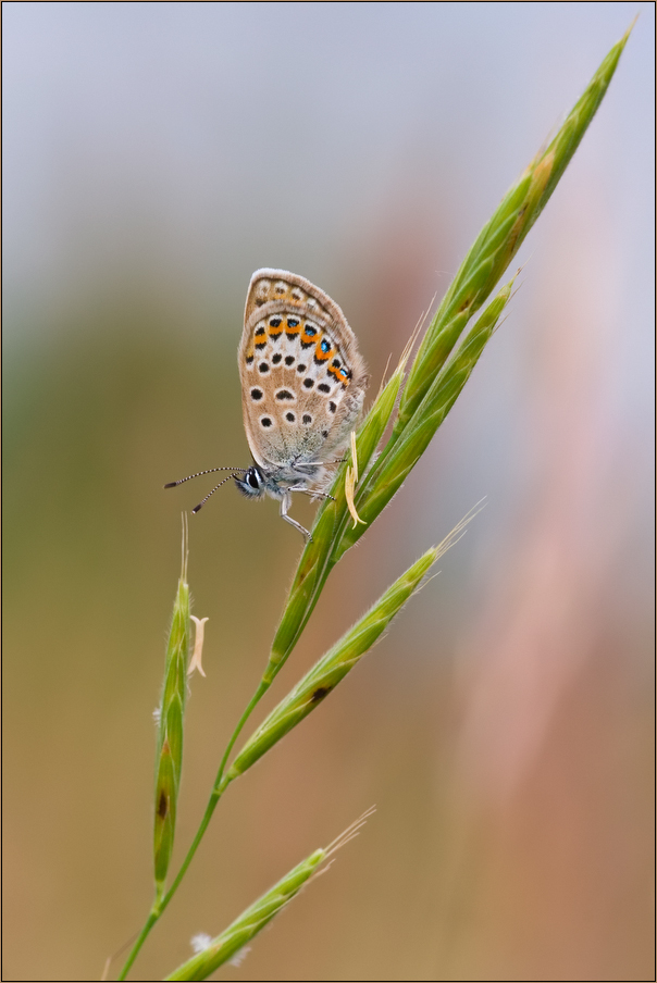 Argus-Bläuling (Plebejus argus)