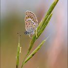 Argus-Bläuling (Plebejus argus)