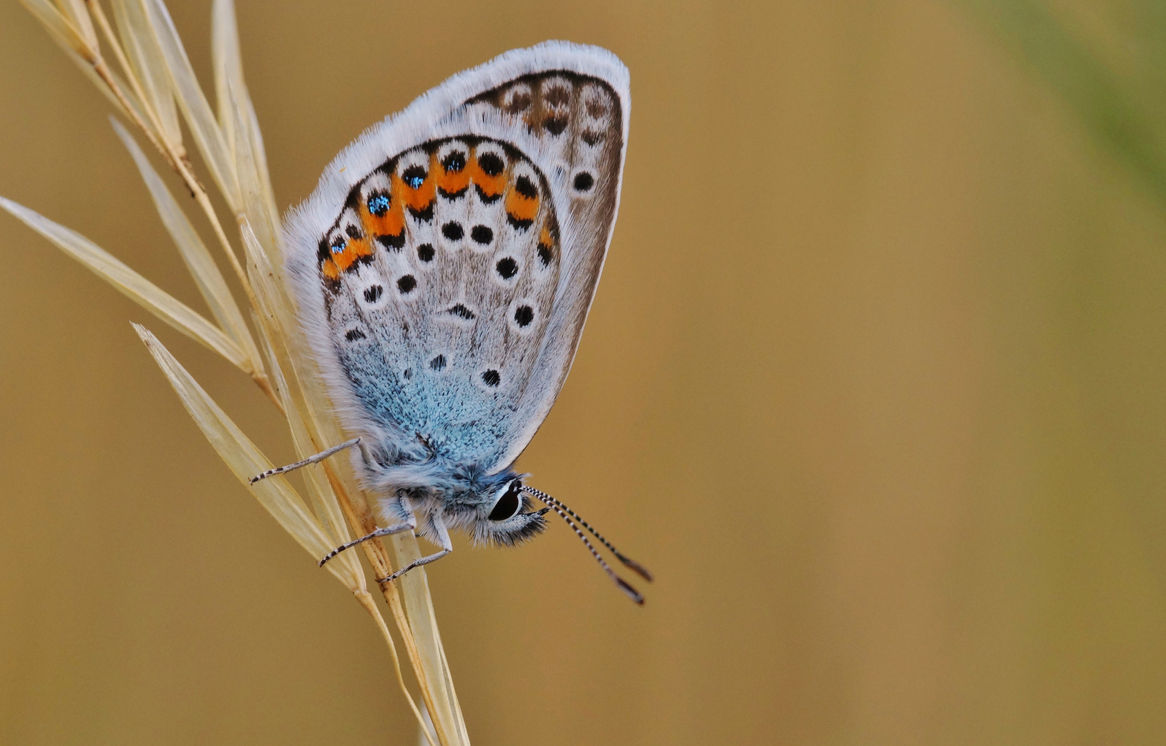 Argus-Bläuling, Plebejus argus