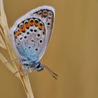 Argus-Bläuling, Plebejus argus