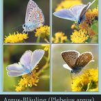 Argus-Bläuling (Plebejus argus)