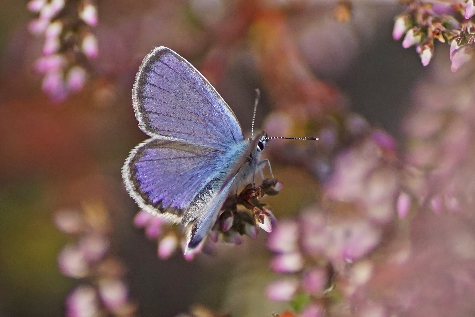 Argus-Bläuling (Plebejus argus), Männchen