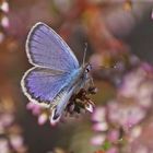 Argus-Bläuling (Plebejus argus), Männchen