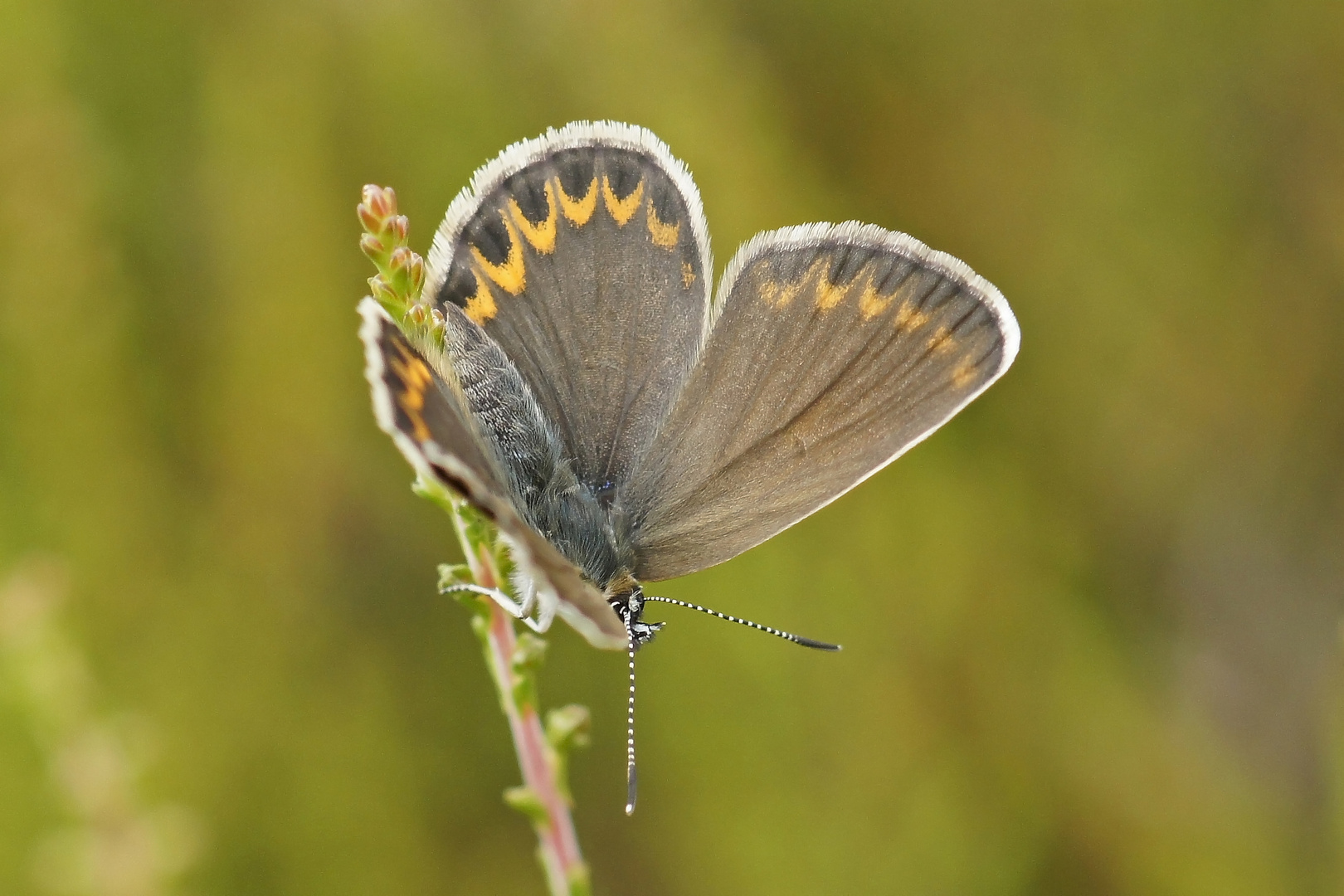 Argus-Bläuling (Plebejus argus), Weibchen