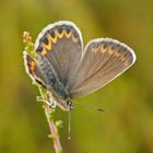 Argus-Bläuling (Plebejus argus), Weibchen