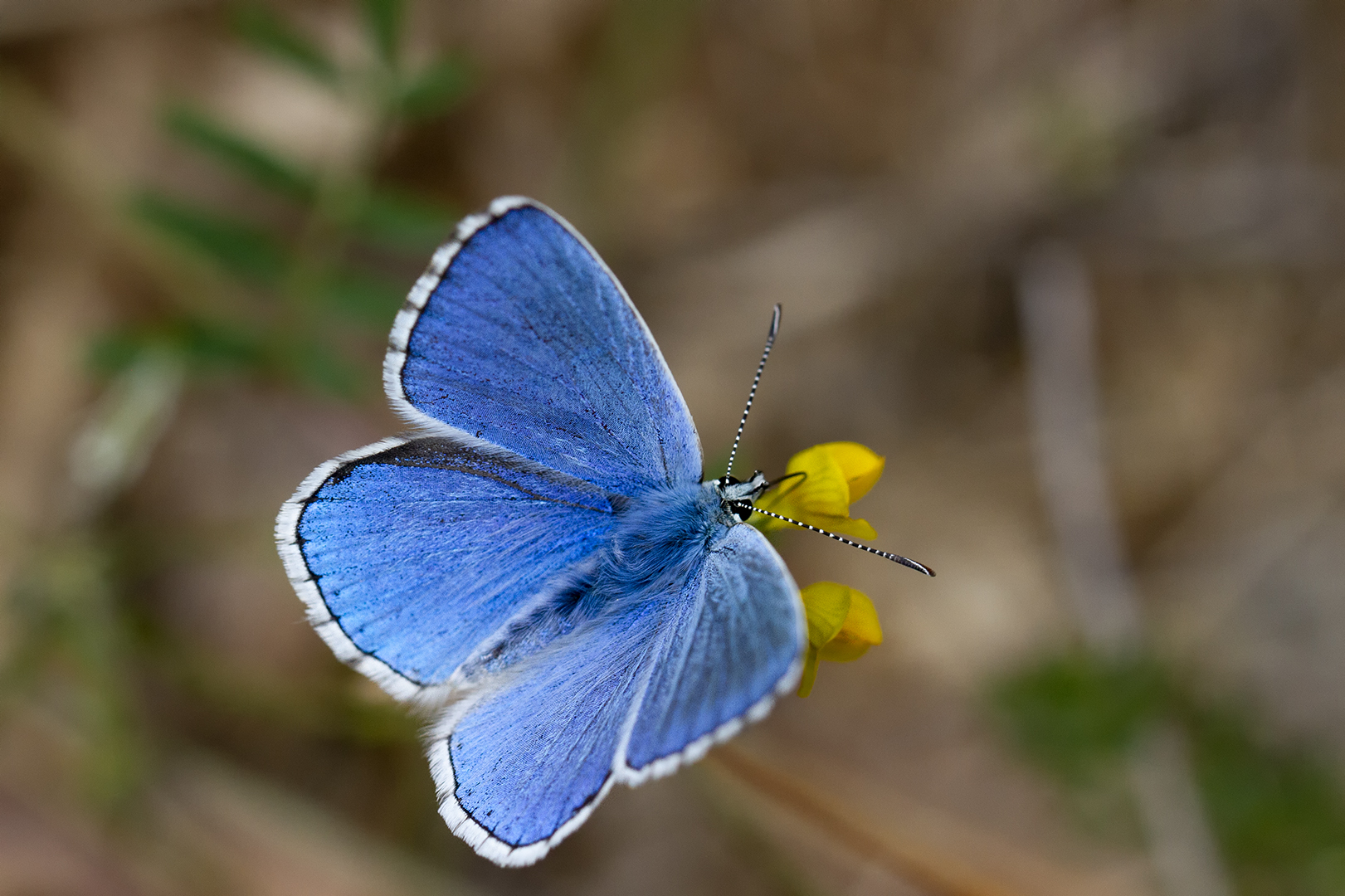 Argus bleu céleste