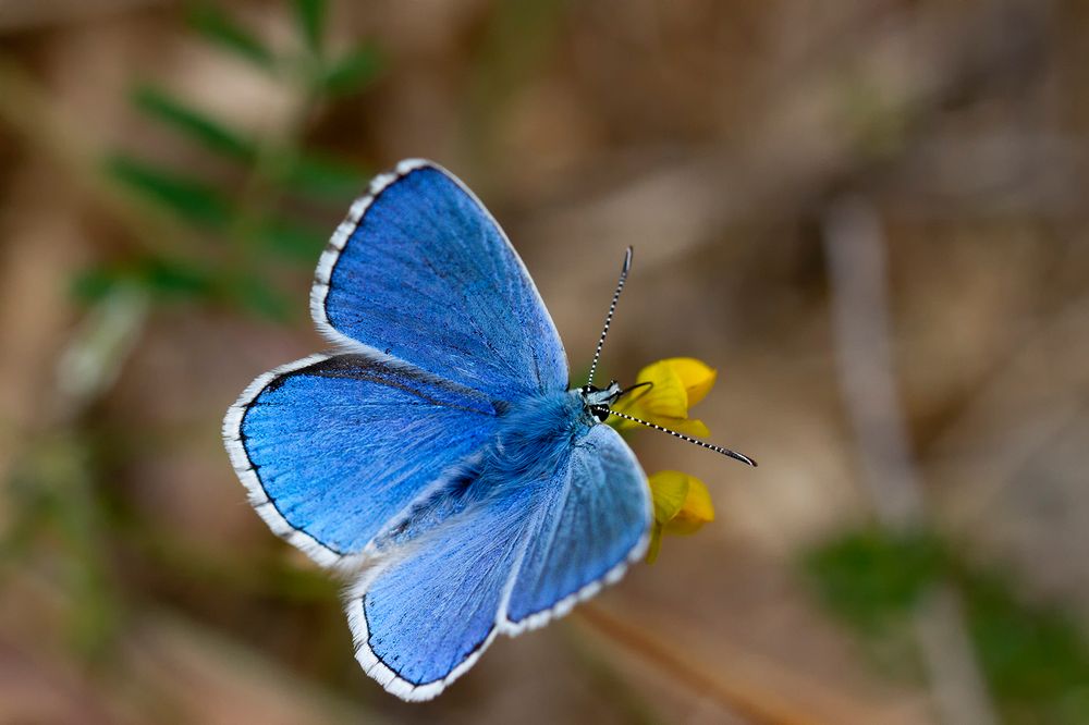 Argus bleu céleste