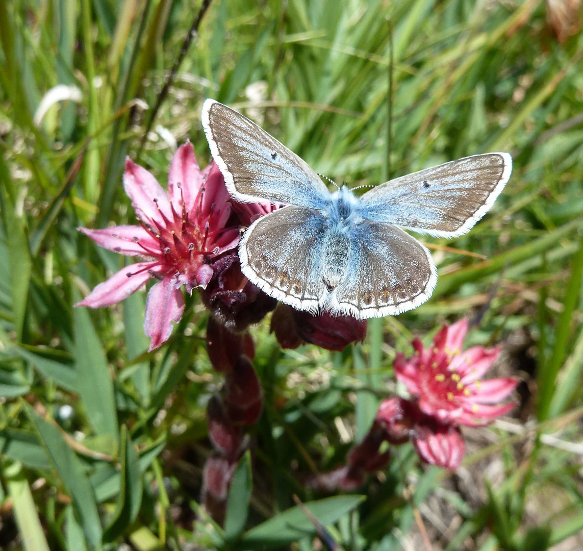 Argus bleu nacré