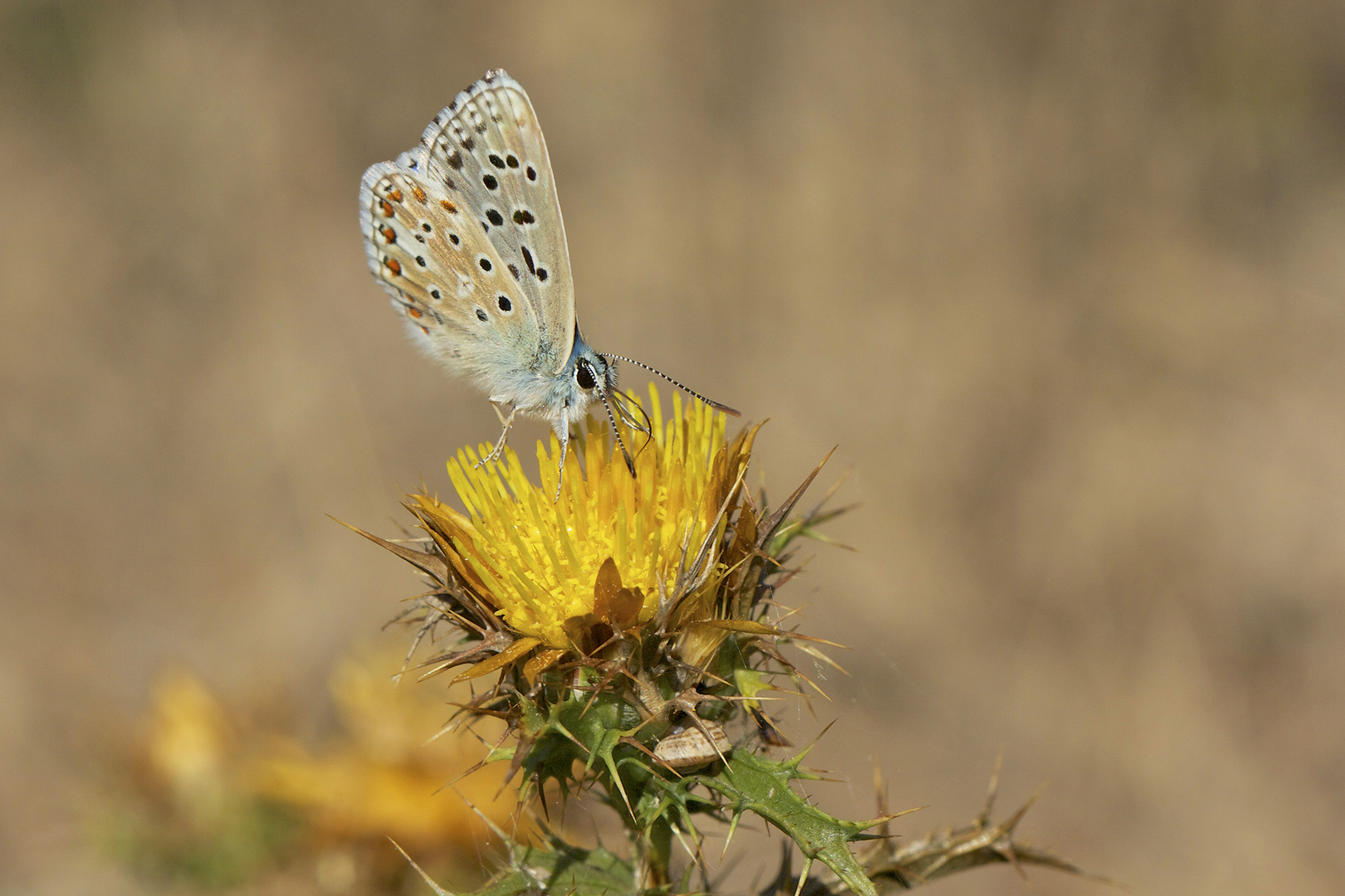 Argus bleu nacré  et chardon jaune