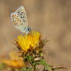 Argus bleu nacré  et chardon jaune