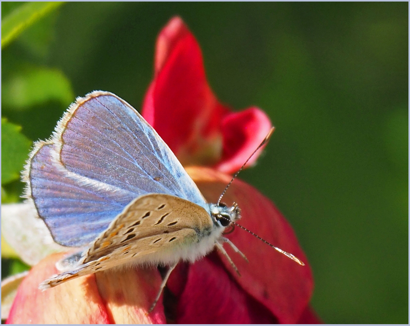 Argus bleu  --  Polyommatus icarus	