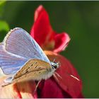 Argus bleu  --  Polyommatus icarus	