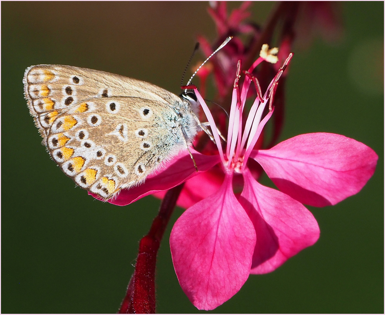 Argus bleu Polyommatus icarus femelle