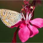 Argus bleu Polyommatus icarus femelle