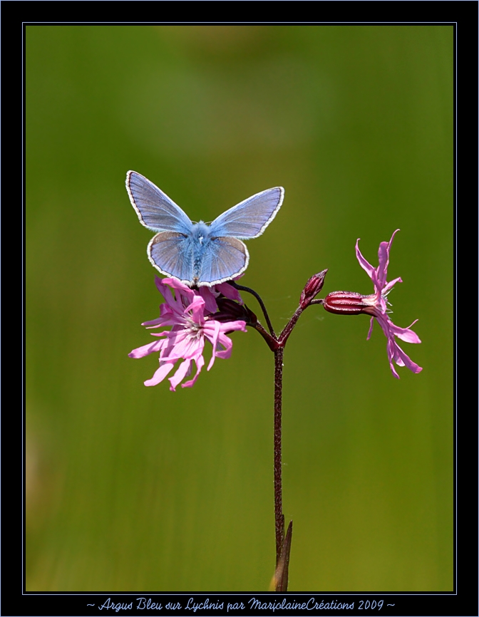 ~ Argus Bleu sur fleur de Lychnis ~