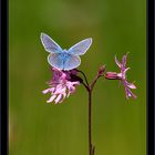 ~ Argus Bleu sur fleur de Lychnis ~