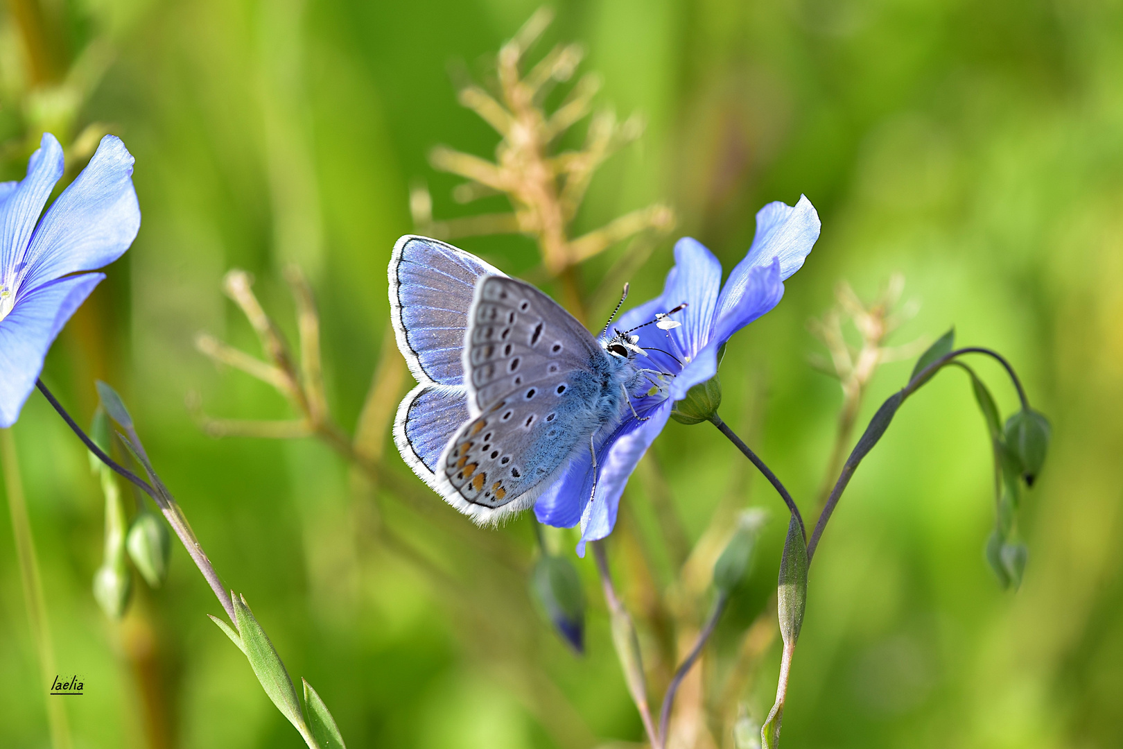 ARGUS sur fleur bleue