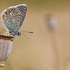 argus sur une capsule de coquelicot