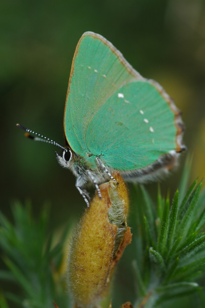 Argus vert sur fond vert.