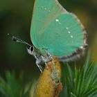 Argus vert sur fond vert.