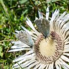 Argusbläulinge auf einer Silberdistel