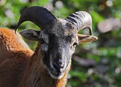 Argwönisch nähert sich dieser Bock.....