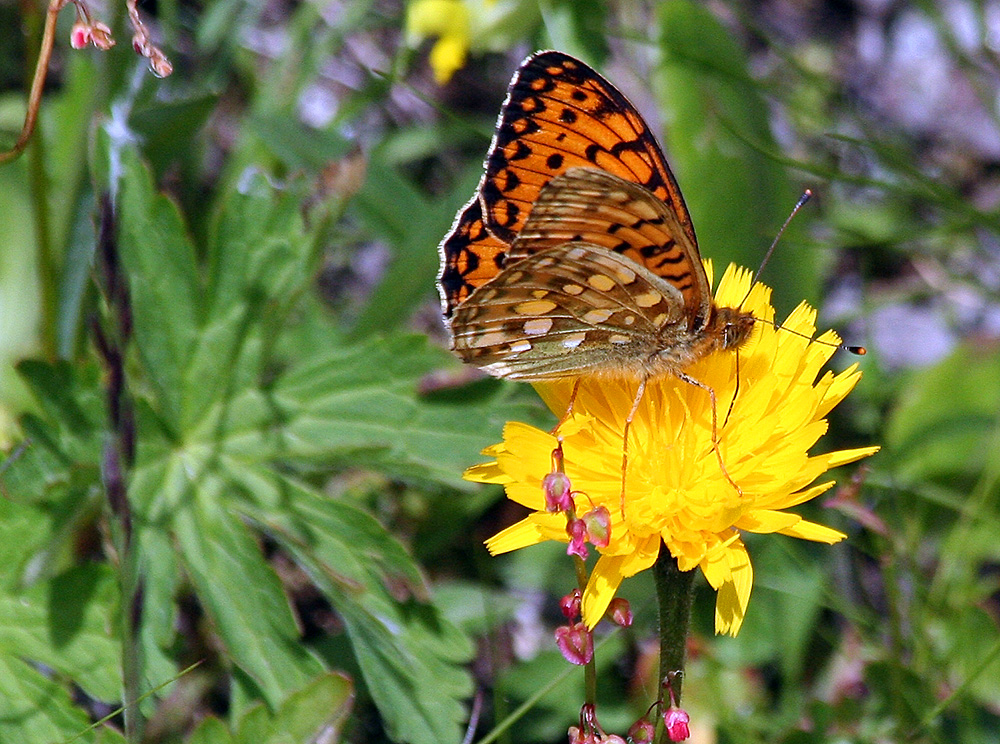 Argynis aglaja - Großer Perlmuttfalter und...