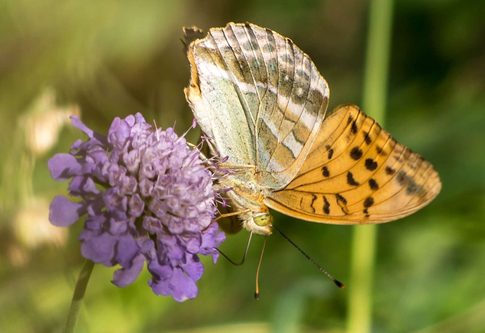 argynis paphia