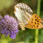 argynis paphia