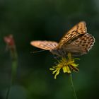 Argynis paphia