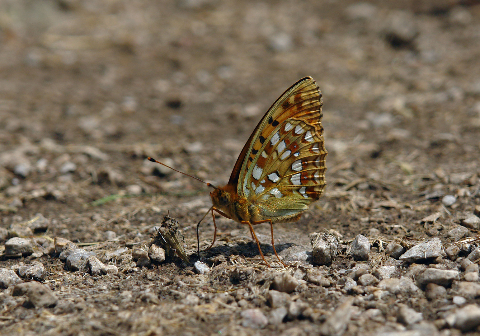 Argynnis adippe