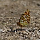 Argynnis adippe