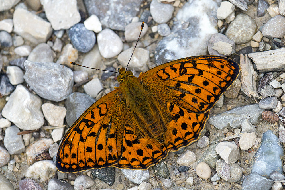 Argynnis adippe