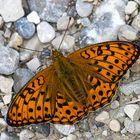 Argynnis adippe