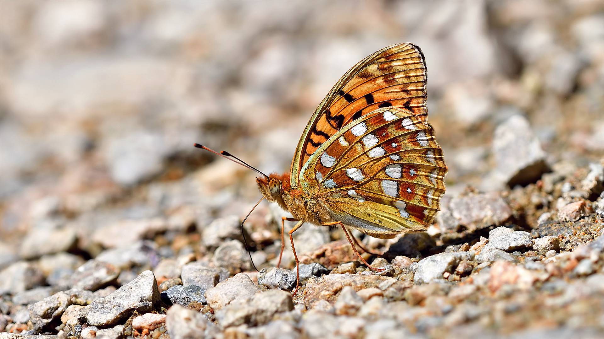 Argynnis adippe