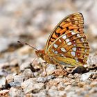 Argynnis adippe