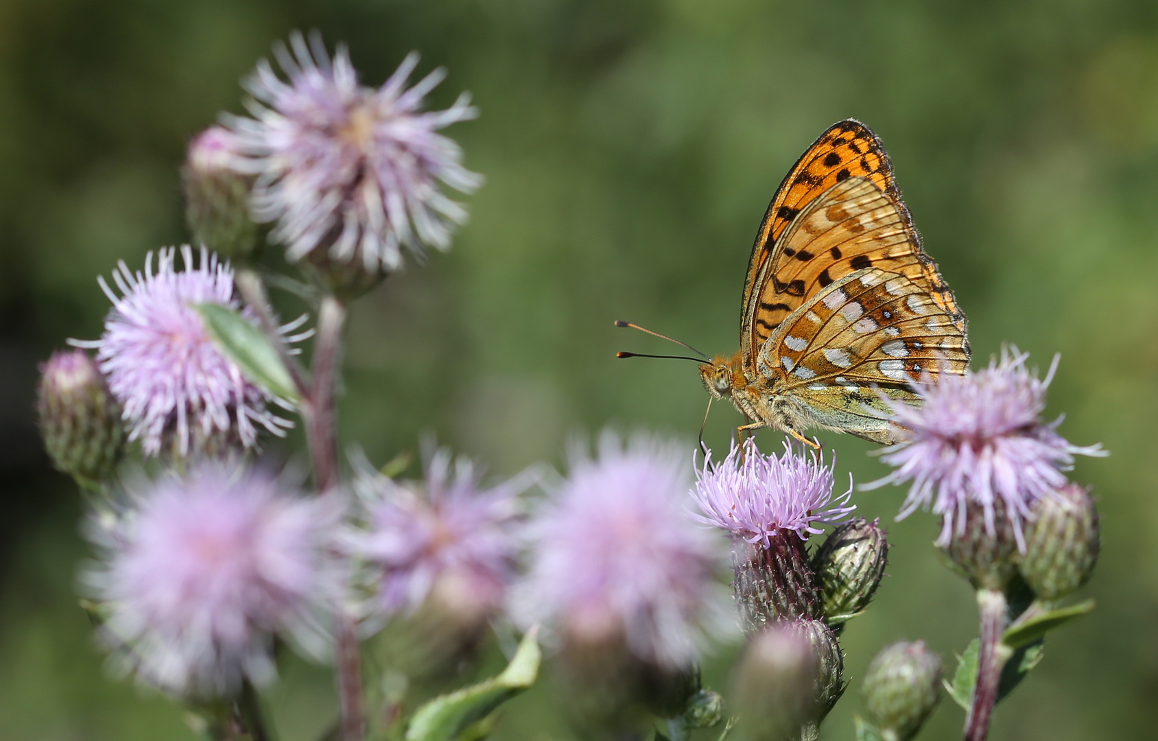 Argynnis adippe