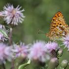 Argynnis adippe