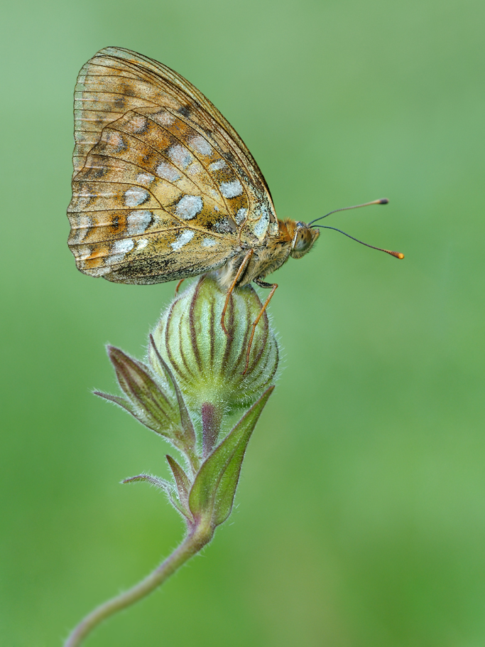 ~Argynnis adippe~