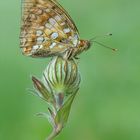 ~Argynnis adippe~