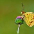 Argynnis adippe-cleodoxa