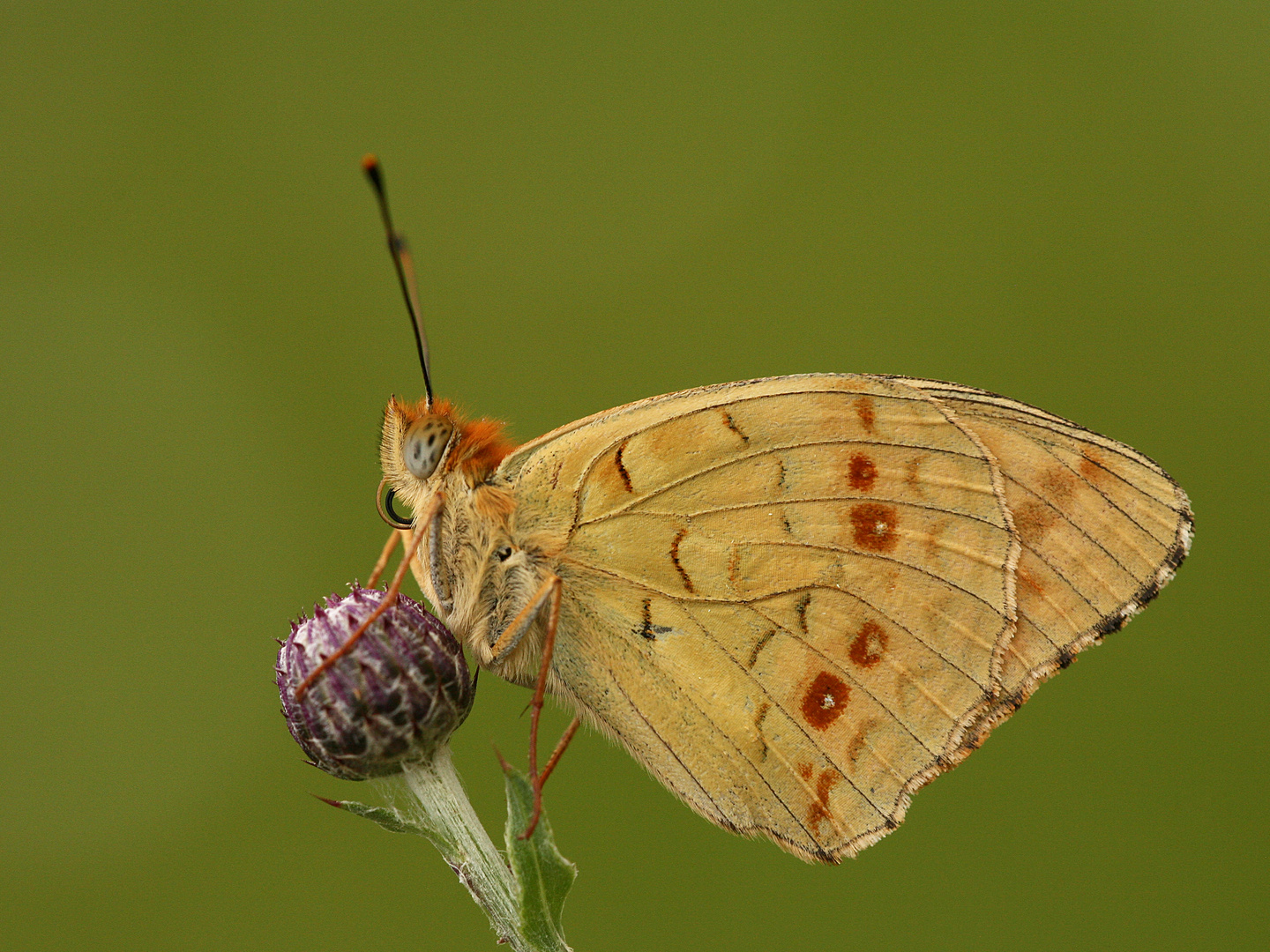 Argynnis adippe form cleodoxa