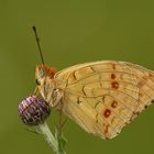 Argynnis adippe form cleodoxa