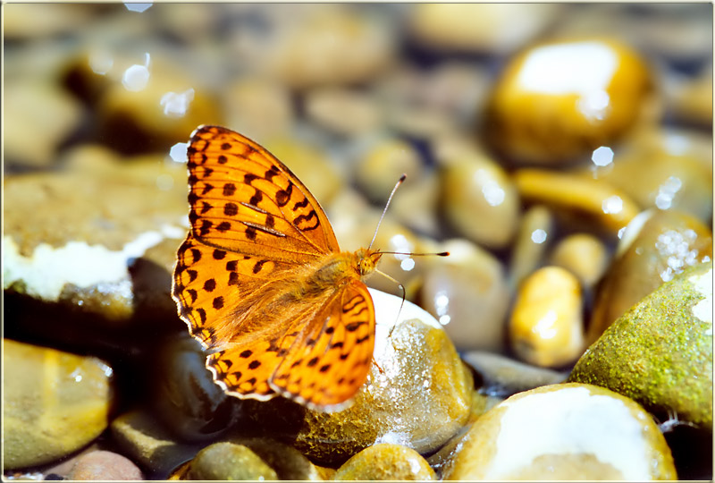 Argynnis adippe [männlich] I