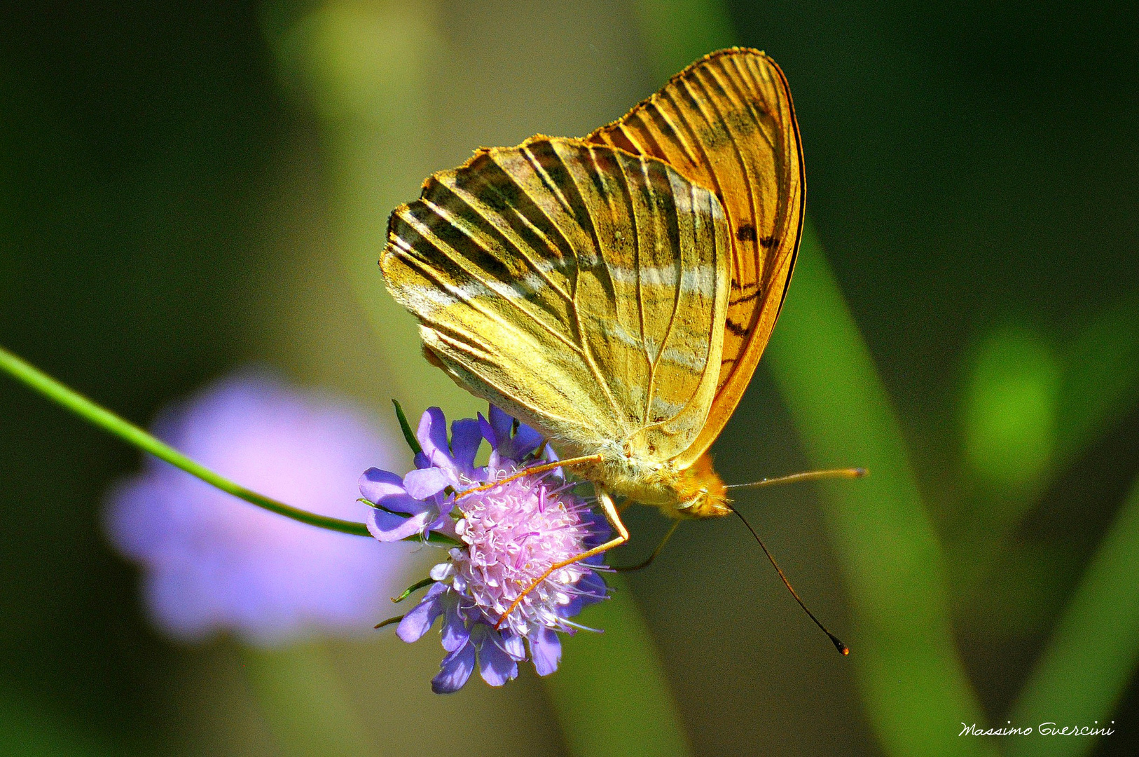 Argynnis adippe su Vedovina