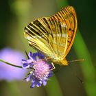 Argynnis adippe su Vedovina