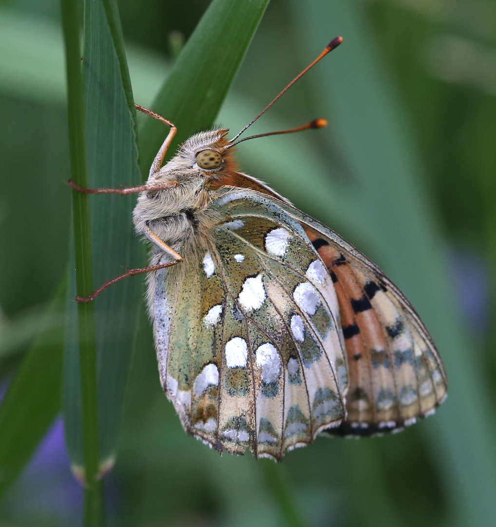 Argynnis aglaja Foto & Bild tiere, wildlife, schmetterlinge Bilder