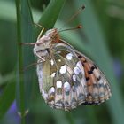 Argynnis aglaja